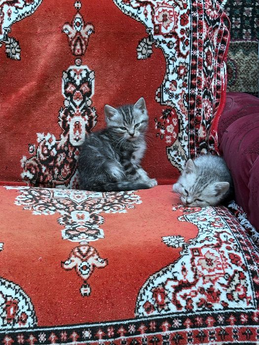 В добрые руки британцы