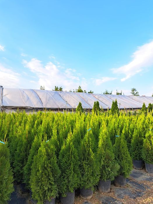 Tuia smarald la ghiveci