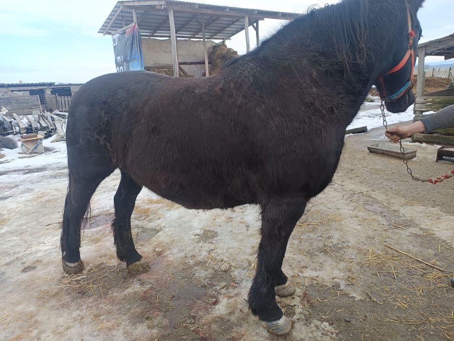 Vând o iapă de 9 ani