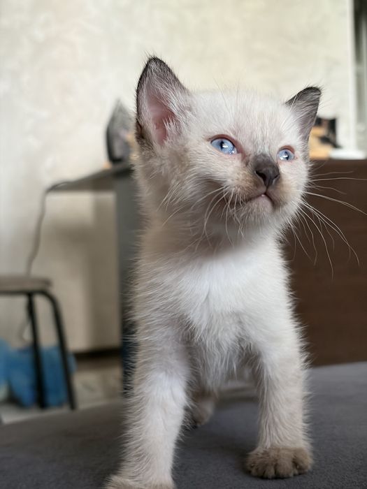 Отдам котенка мальчик