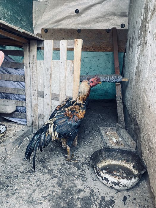 Продам дакан туляг