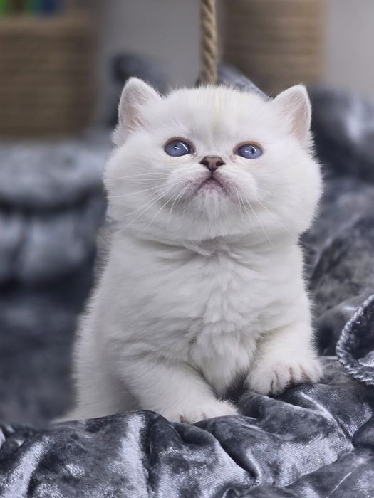 БритаШки ОчаРоваШки КотЯта