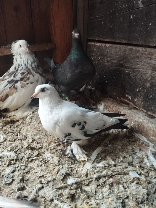 De vanzare porumbei incaltati si preoti saxoni