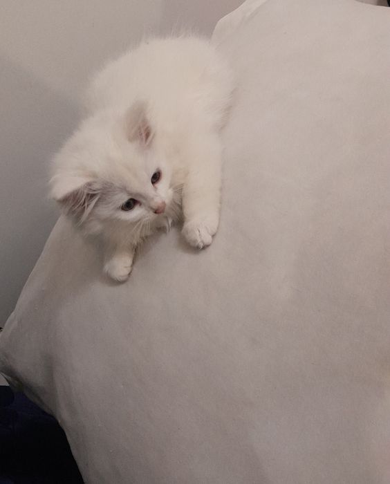 Котёнок Чисто Сибирская!!!