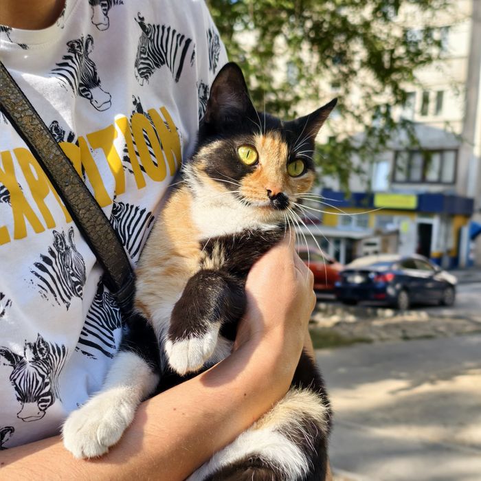 Трёхцветная кошка