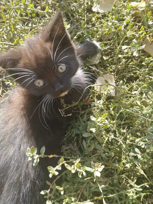 Отдам котят в хорошие руки