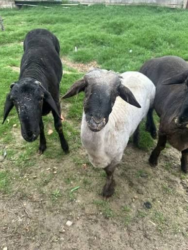 Qoʻy,echki yungini olish xizmati