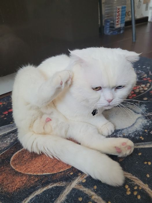 Вязка кот шотландский вислоухий