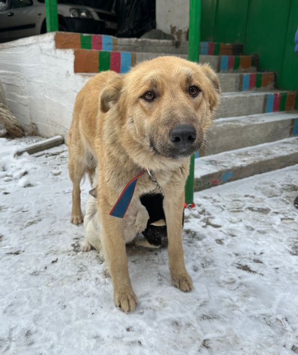 Отдам даром собаку