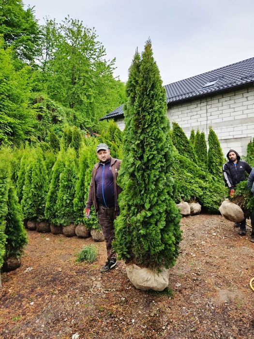 Tuia Smaragd calitate extra