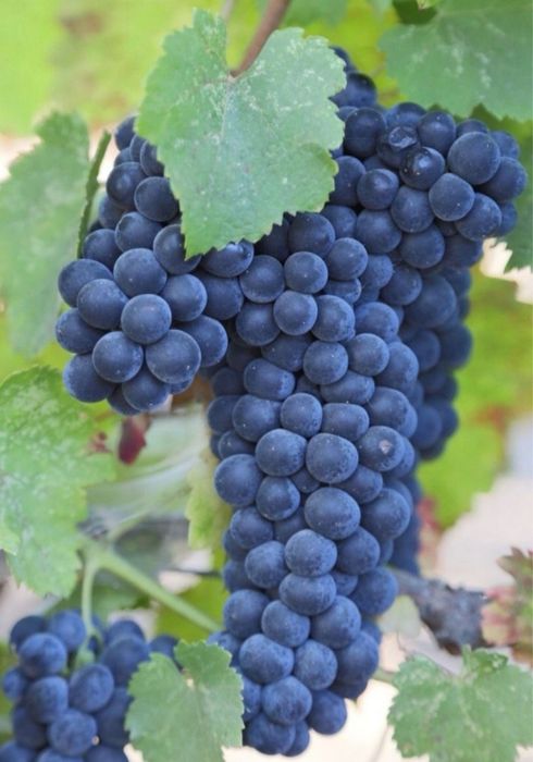 Vand struguri de vin
