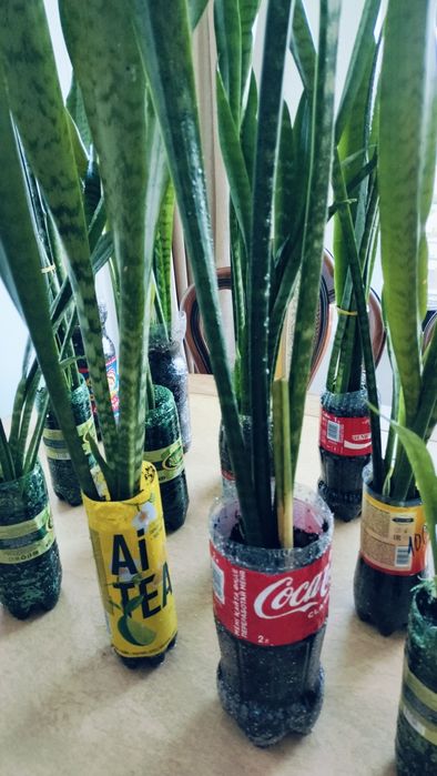 Комнатные цветы.