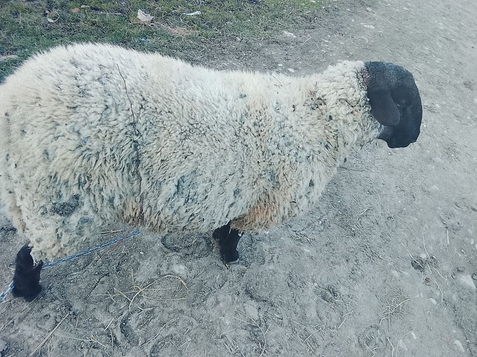 Vând berbec carabasi