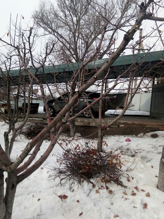 Обрезка плодовых деревьев!