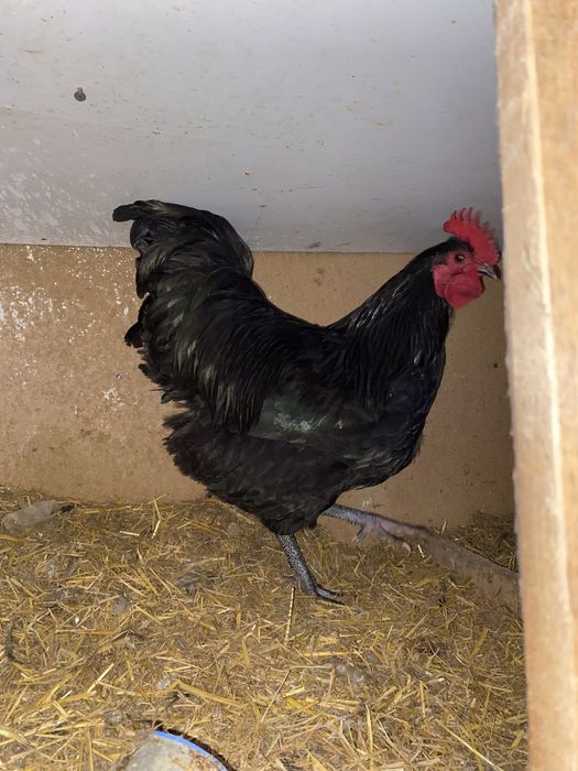 Cocosi australorp si araucana