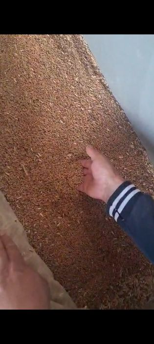 Таза ұрықтық бидай