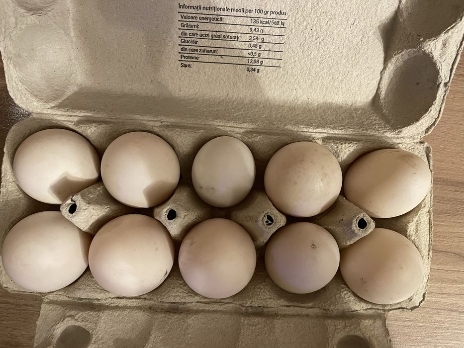 Vand oua de rață incubat sau consum