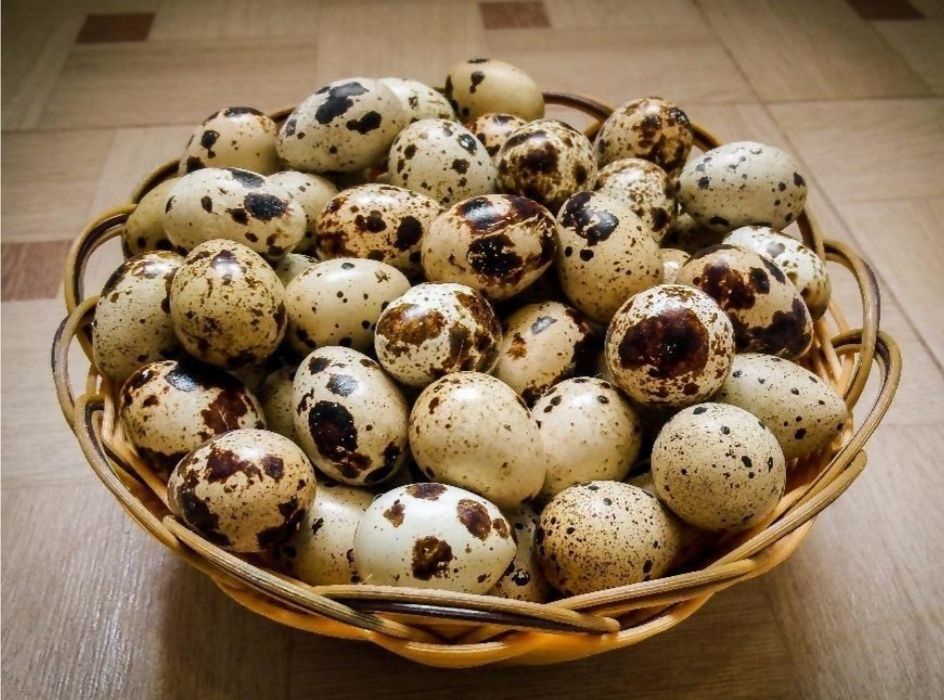 Яйцо инкубационное перепела.