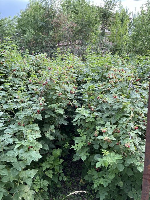 Дом Дача с бассейном в +Чимгане с участком 10,2 соток