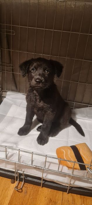 Catelusa spre adoptie