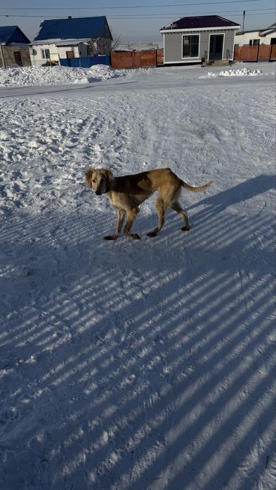 Продам тазы чистый