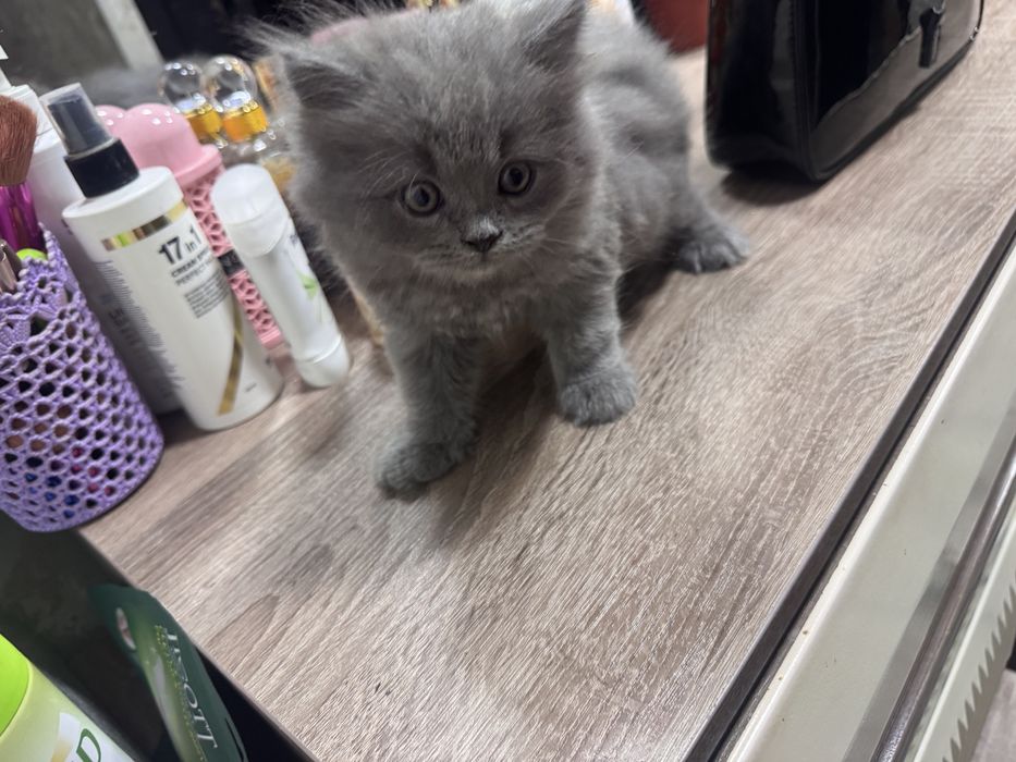 Скотиш фолд манчикин кошка