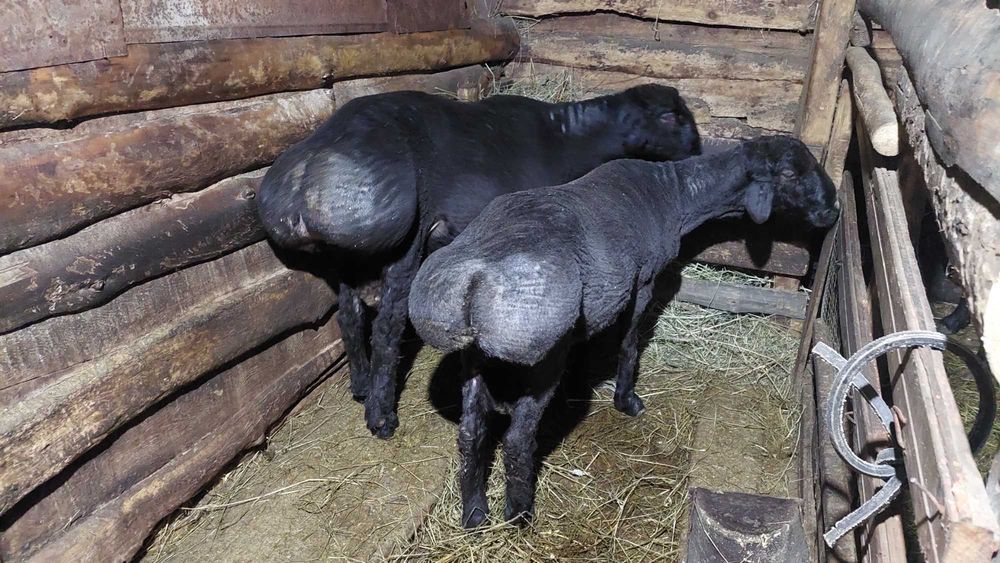 Продажа баран на племя