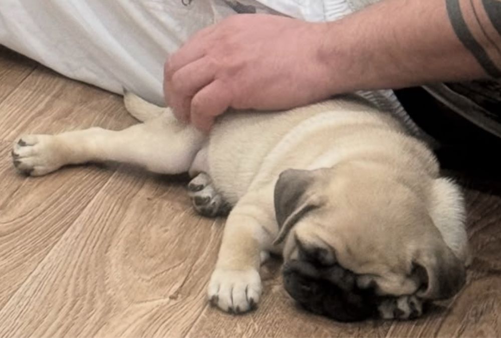 Элитный щенок Мопса!