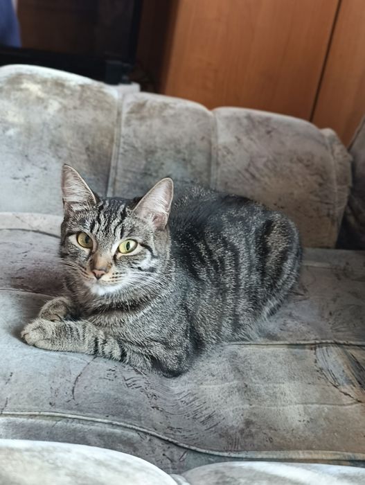 Ищу кота для вязки!