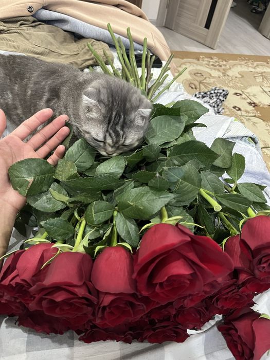 Отдам в хорошие руки