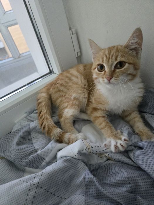 Отдам котёнка в добрые руки