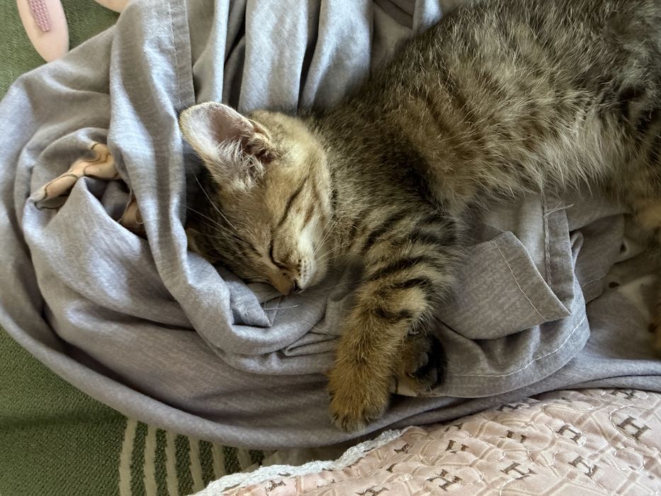 Котёнок-девочка ищет дом