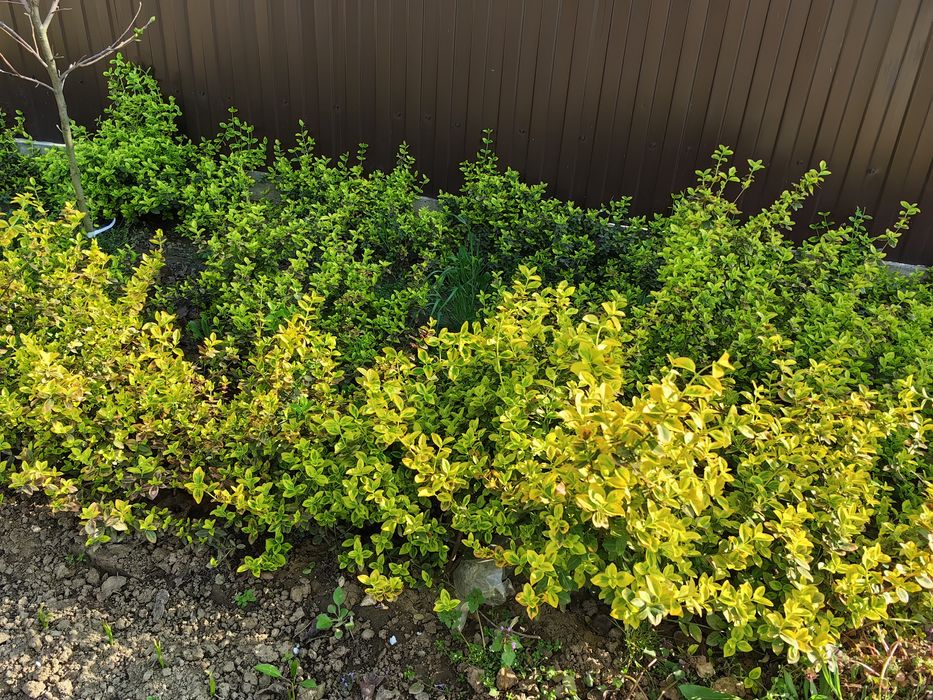 Plante Eounymous Emerald Gold