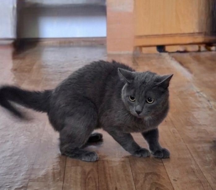 Отдам кота даром