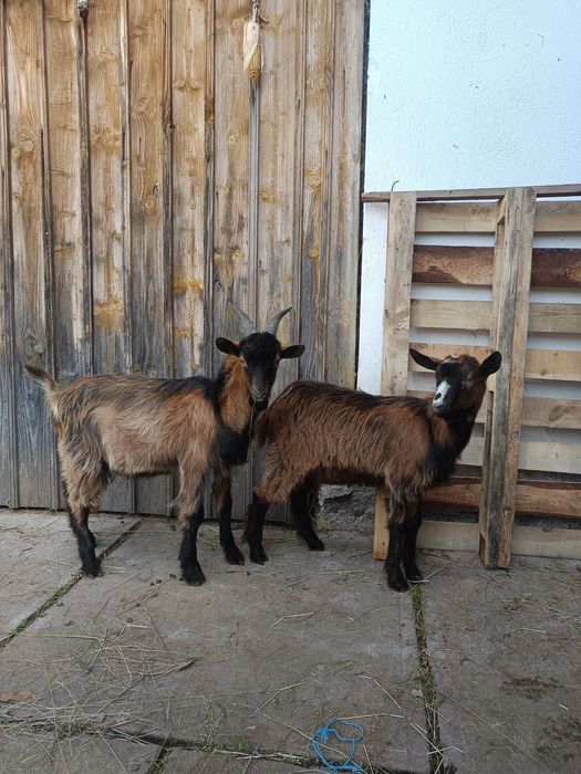 De vanzare alpini francez