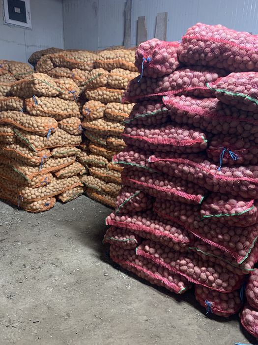 Avem cartofi de consum