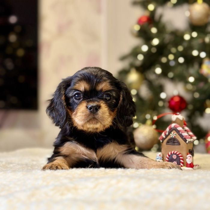 Щенки Кавалер Кинг Чарльз Спаниелей