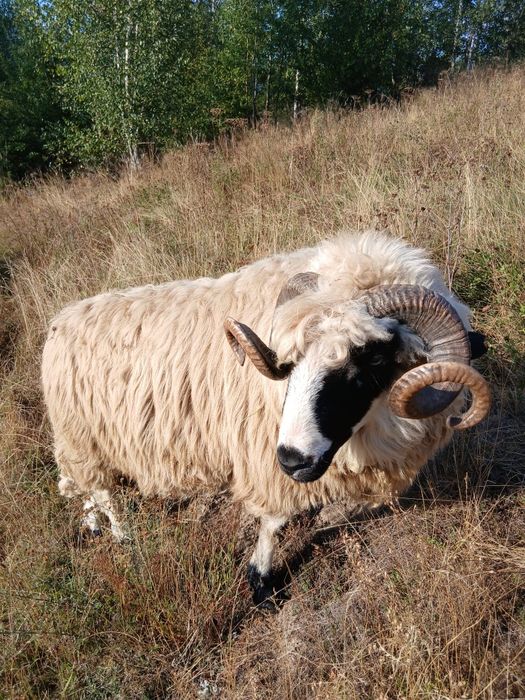 Berbec de vânzare
