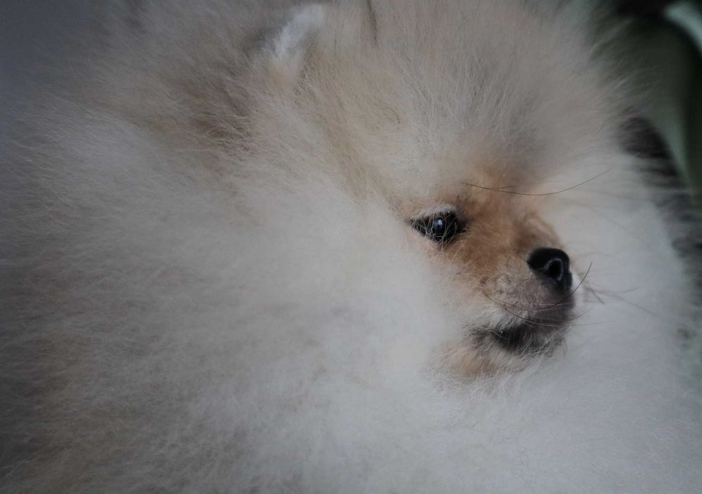 Страхотно момченце померан с родословие FCI