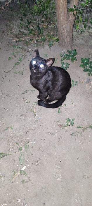 Кострированный котик ищет дом