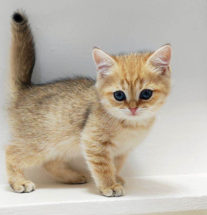 КоТики БриТансКие зоЛоТо