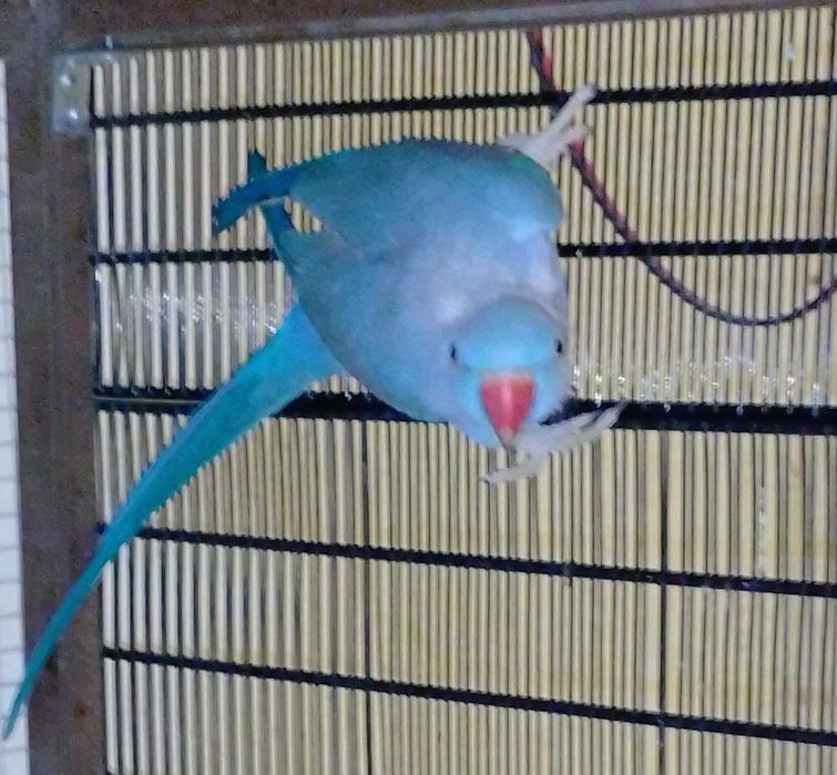 Papagali Micu Alexandru