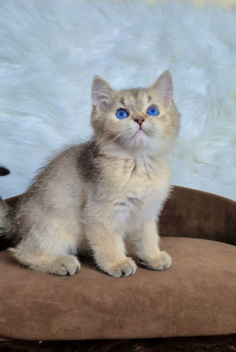 Шикарные золотые шиншиллы