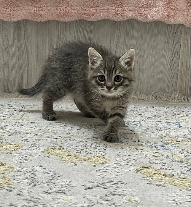 Котонек в хорошие руки