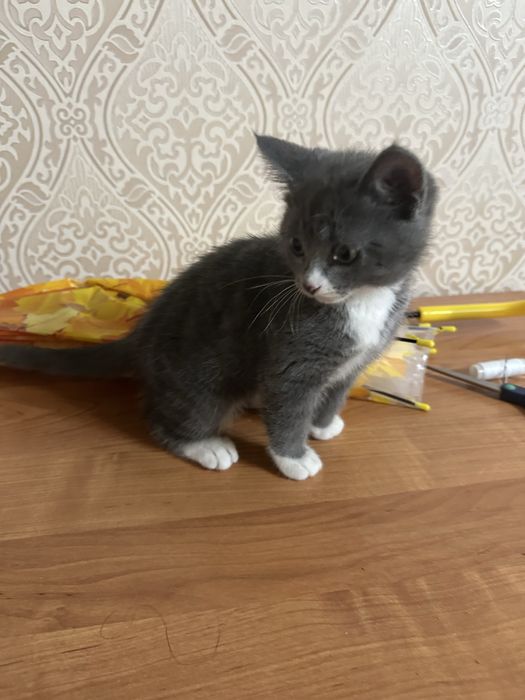 Котенок девочка 3 месяца