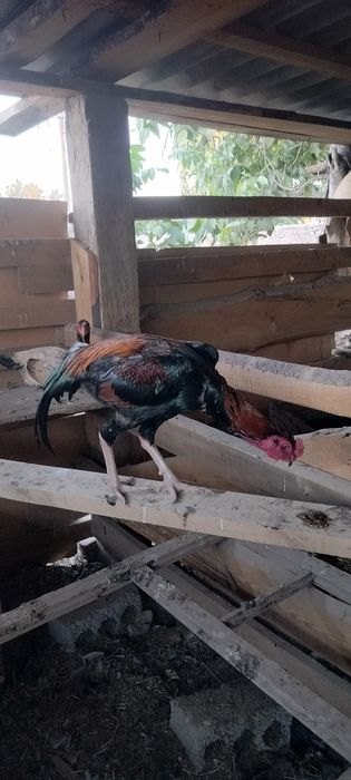 Продаётся дакан бойцовые петухи