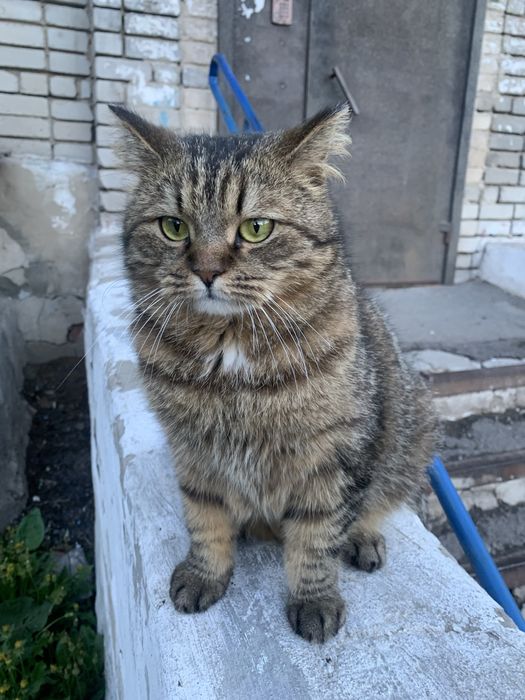 Кошки в добрые руки!