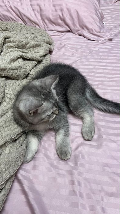 Шотландский прямой