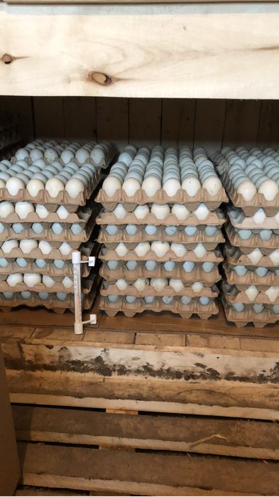 Продам инкубационное яйцо утиное