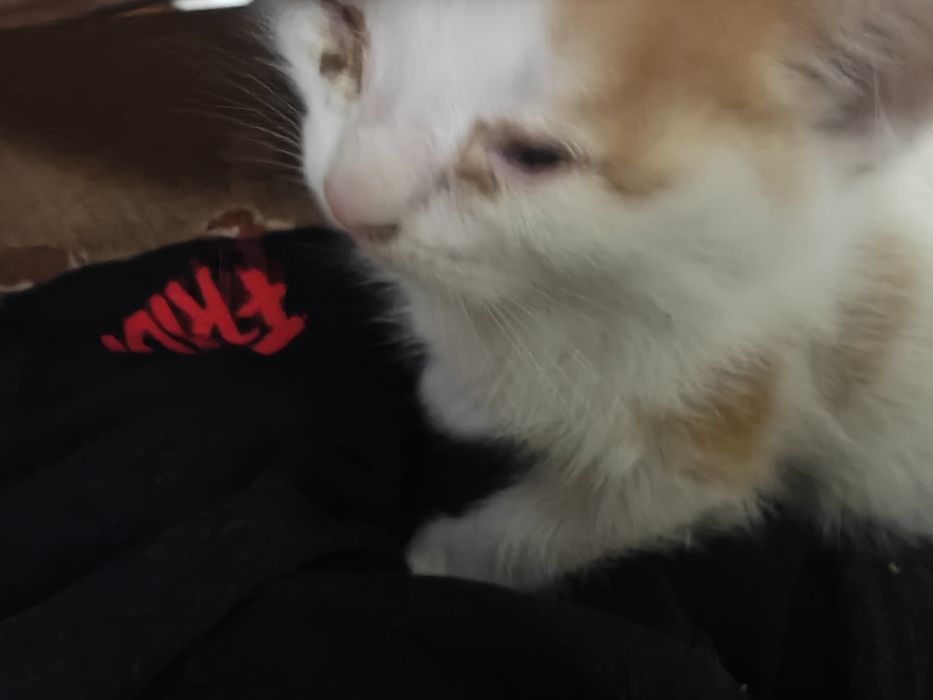 котята милые хорошие
